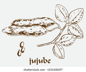 jujube hand draw vector line