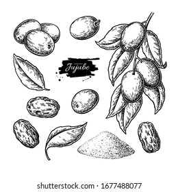 Jujube vector drawing. Chinese Date isolated illustration. Hand drawn botanical branch, dried berries, leaves and powder. Engraved tropical fruit. Sketch of medicinal herb.