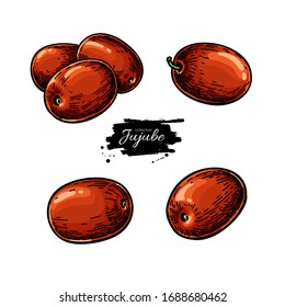 Jujube Vector Drawing. Chinese Date Isolated Illustration. Hand Drawn Botanical Berries. Detailed Tropical Fruit. Sketch Of Medicinal Herb.
