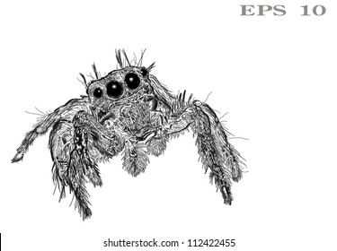 Jumper Spider Vector with EPS 10