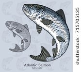Jumping Atlantic Salmon. Vector illustration with refined details and optimized stroke that allows the image to be used in small sizes (in packaging design, decoration, educational graphics, etc.)
