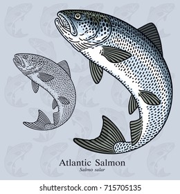 Jumping Atlantic Salmon. Vector illustration with refined details and optimized stroke that allows the image to be used in small sizes (in packaging design, decoration, educational graphics, etc.)