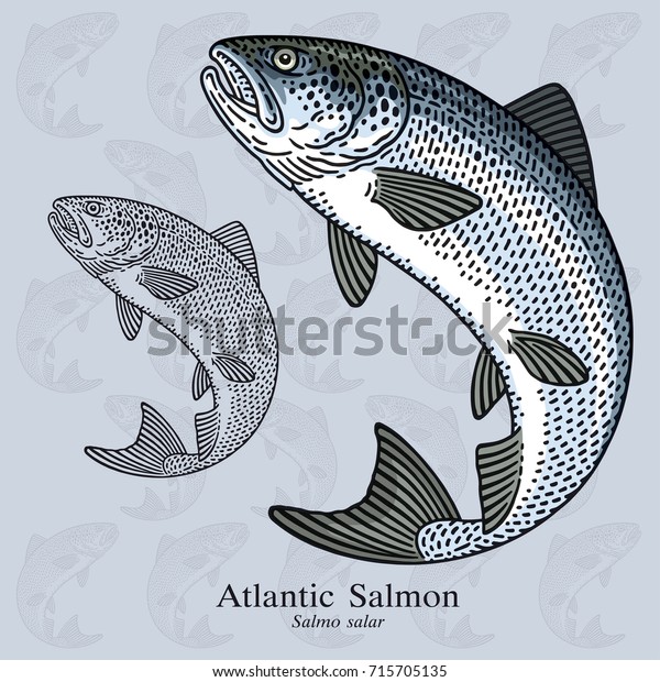 Jumping Atlantic Salmon. Vector illustration with\
refined details and optimized stroke that allows the image to be\
used in small sizes (in packaging design, decoration, educational\
graphics, etc.)