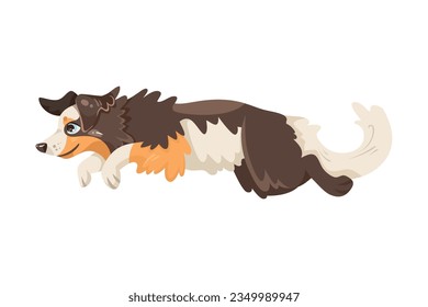 Jumping Border Collie Dog Breed with Thick Coat Vector Illustration