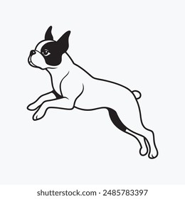 Saltando Boston Terrier con fondo blanco
