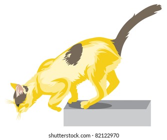 Jumping cat