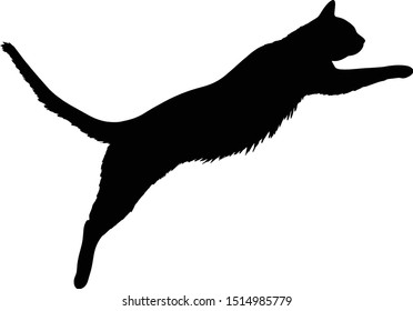 Jumping cat isolated on white background