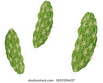 Saltando Cholla aislado en ilustración de fondo blanco