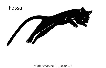 Jumping Fossa silhouette. Madagascar wildlife fossa. top hunter, lemur hunter Lemur.vector illustration.