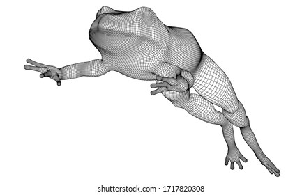 Jumping frog polygonal lines illustration. Abstract vector frog on the white background