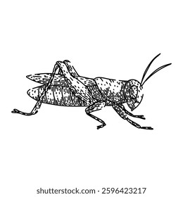 jumping grasshopper hand drawn. herbivore metamorphosis, nymph camouflage, swarming locust jumping grasshopper vector sketch. isolated black illustration