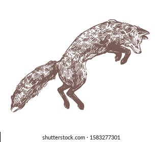 Jumping hunting fox. Sketch hand drawn engraved illustration of predator animal. Monochrome drawing