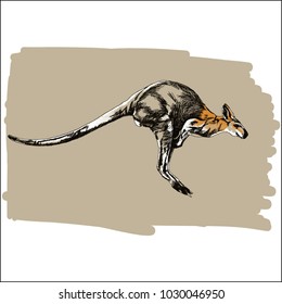 A jumping kangaroo hand drawn vector illustration