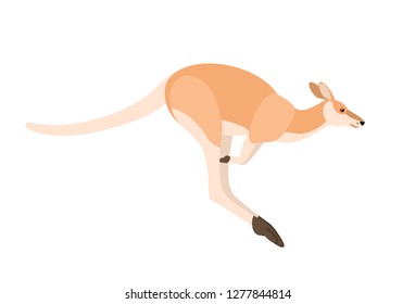 Jumping kangaroo isolated on white background. Portrait of wild Australian animal, side view. Beautiful exotic species, fauna of Australia. Colorful vector illustration in flat cartoon style.