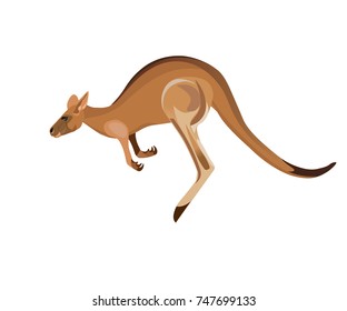 Jumping kangaroo. Vector illustration isolated on the white background