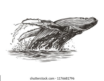 Jumping in the ocean humpback whale. Beautiful vector sketch illustration
