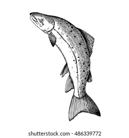 Jumping Salmon fish. Hand drawn illustration. 