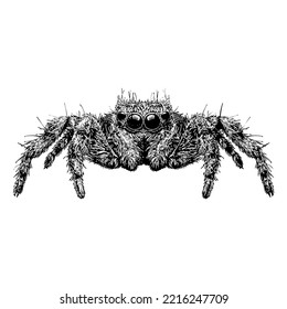 Jumping Spider hand drawing  Vector illustration isolated white background 