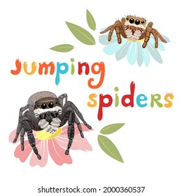 Jumping spiders sitting on the flowers. Isolated vector drawing
