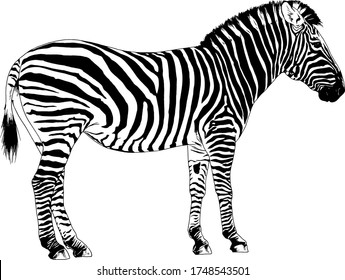 jumping striped African Zebra, hand-drawn in full- length ink