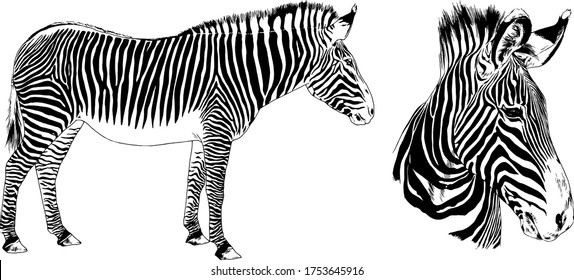 jumping striped African Zebra, hand-drawn in full- length ink