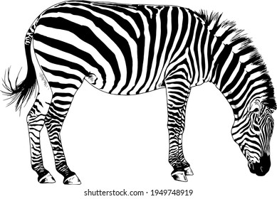 jumping striped African Zebra, hand-drawn in full- length 