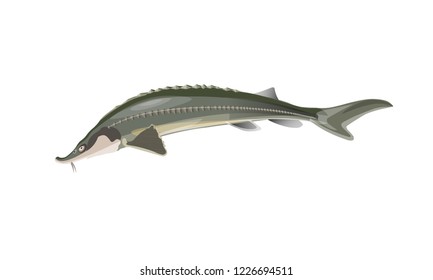 Jumping sturgeon fish. Vector illustration isolated on white background