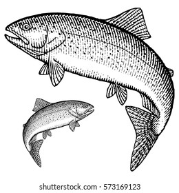 Jumping Trout Illustration