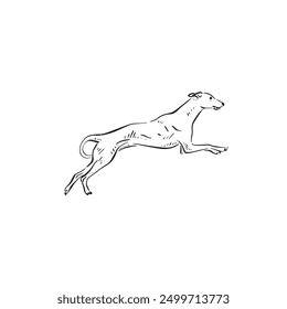 A jumping whippet dog drawn by hand in a sketchy style. Vector puppy leaping through the air. 