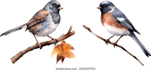 Junco bird  clipart, isolated vector illustration.