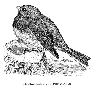 Junco is small American sparrows, vintage line drawing or engraving illustration.