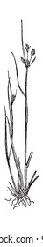 Juncus bufonius or Toad rush, vintage engraved illustration. Dictionary of words and things - Larive and Fleury - 1895.