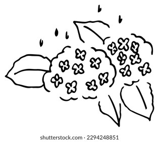 June Hydrangea Line drawing Vector