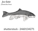 June Sucker - Chasmistes liorus illustration. Marine animal isolated. Hand drawn Fish isolated on white background