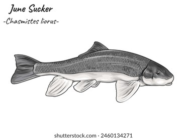 June Sucker - Liorus Illustration von Chasmistes. Meerestier isoliert. Handgezeichneter Fisch isoliert auf weißem Hintergrund