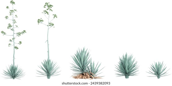 Jungle Agave-rhodacantha trees shapes cutout 3d render