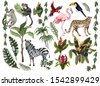 jungle animals isolated