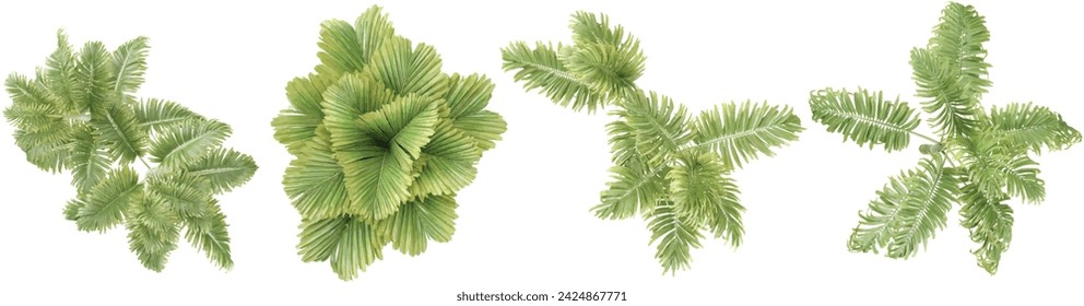 Jungle Areca palm,Veitchia trees shapes cutout 3d render from the top view 
