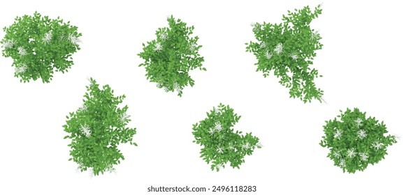 Selva Aruncus sylvester Planta Formas recorte 3d render desde la vista superior