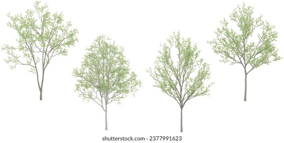 Jungle Birch trees shapes cutout 3d render set