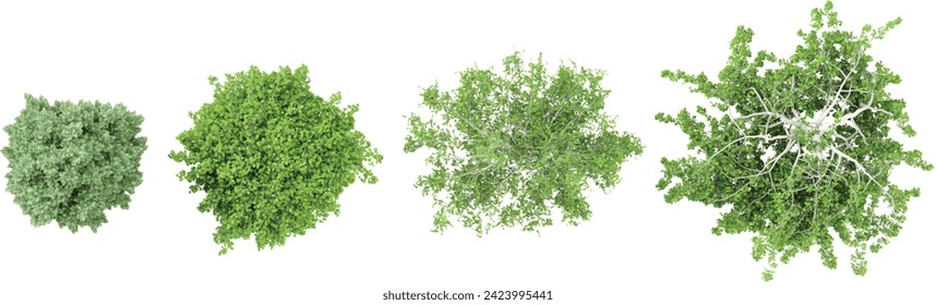 Jungle Carpinus betulus Frans Fontaine,Betula pendula Youngii trees shapes cutout 3d render from the top view