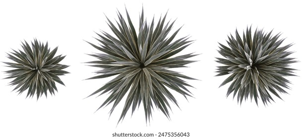 Jungle Chinese Agave tequilana plant shapes cutout 3d render from the top view