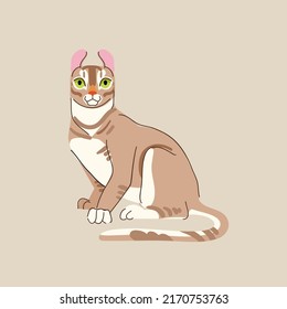 Jungle curl cat isolated on beige background. Domestic animal character vector flat illustration