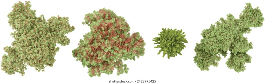 Dschungle Delonix regia, Fagus sylvatica dawyckbäume Formen 3d Rendering von der Draufsicht