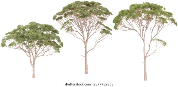 Jungle Eucalyptus trees shapes cutout 3d render set