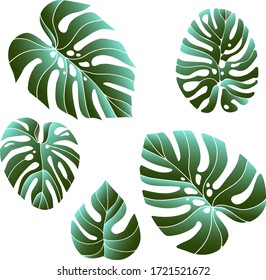 Jungle foliage design for postcard, label, web design or post in social networks. Paradise nature element. Botanical vector illustration isolated on white background.