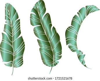 Jungle foliage design for postcard, label, web design or post in social networks. Paradise nature element. Botanical vector illustration isolated on white background.