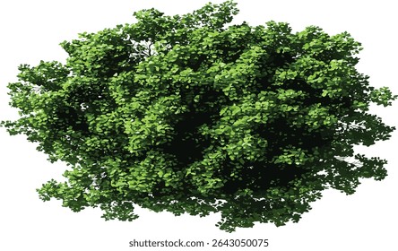 Jungle green tree top view, transparent background, vector illustration, above perspective, nature, tropical, forest canopy, birds eye view, jungle background, lush greenery