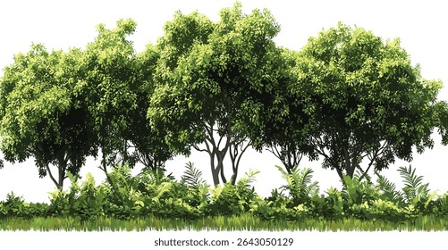 Jungle greenery trees landscape vector illustration, tropical plants, transparent background, forest, nature, wildlife, outdoor, tropical trees, natural environment, eco friendly, leaves