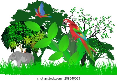 Jungle illustration